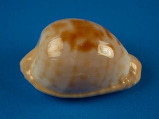 Cypraea Coronata Debruini,  Pattern,  31.  1mm,  South Africa Shell