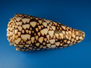 Conus Marmoreus Bandanus,  Pattern,  V Large,  123.  3mm,  Hawaii Shell G114
