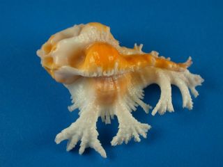Murex (homalocantha) Pele,  Orange,  Fronds,  43.  7mm,  Hawaii Shell