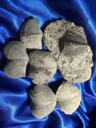 6 Natural Raw Pyrite Brachiopods Paraspirifer Silica Devonian Ohio Trilobite Jd