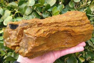 Long All Opalized Opal Petrified Wood Round Limb Mcdermitt Nevada Rings 4.  9lbs