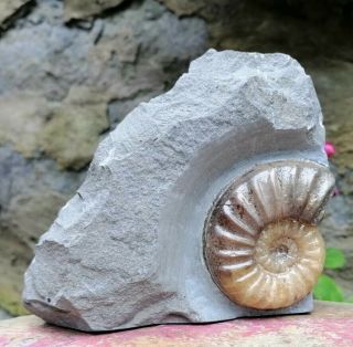 Fossil Ammonite Asteroceras Species,  Lyme Regis,  Jurassic Coast Uk