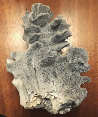 One Large Blue Ridge Real Coral.  Natural Piece.  Measures 7x 9” X 5”