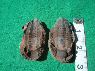 Fossil Positive Negative Calmoniid Trilobite From The Devonian Of Bolivia 3119