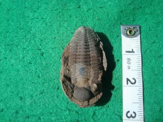 FOSSIL POSITIVE NEGATIVE CALMONIID TRILOBITE FROM THE DEVONIAN OF BOLIVIA 3119 2