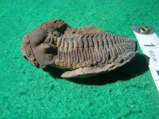 FOSSIL POSITIVE NEGATIVE CALMONIID TRILOBITE FROM THE DEVONIAN OF BOLIVIA 3119 3