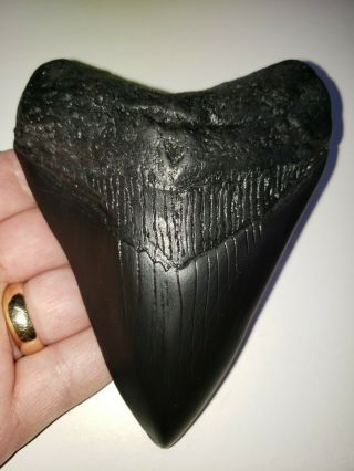5.  26 " Megalodon Shark Tooth Fossil Shark Teeth