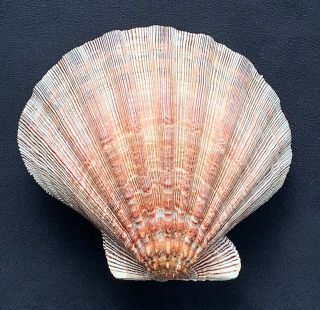 Giant Mexican Lion Paw Scallop