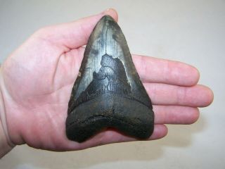 4.  58 " Megalodon Fossil Shark Tooth Teeth - 6.  5 Oz - No Restoration - Not Dinosaur