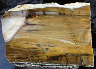 Mw: Petrified Wood Hardwood - Reams Ranch,  Oregon - Polished Rip - Cut Slab