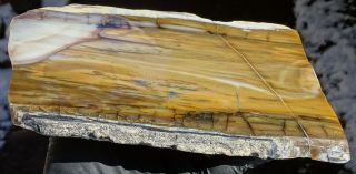 Mw: Petrified Wood HARDWOOD - Reams Ranch,  Oregon - Polished Rip - Cut Slab 2