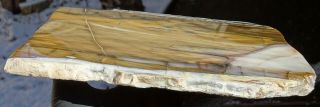 Mw: Petrified Wood HARDWOOD - Reams Ranch,  Oregon - Polished Rip - Cut Slab 3