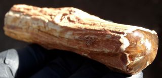 Mw: Petrified Wood Zimmerman - Mcdermitt,  Oregon - Polished Specimen