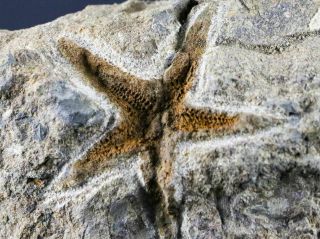 42mm Brittlestar Petraster Starfish Fossil Ordovician Blekus Morocco