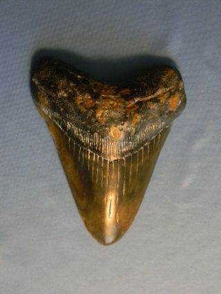 Large 5 7/16 Inch Megalodon Shark Tooth Fossil