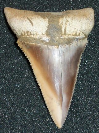 Very Large 2 5/8 " Fossil Great White Shark Tooth - Peru