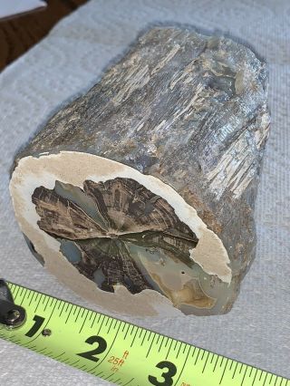 Arizona Polished Black (mirror Finish) Petrified Wood Full Round " Log " Piece