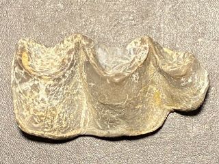 Elephant Titanothere,  Brontothere Large Molar Tooth,  Fossil,  Badlands S Dakota