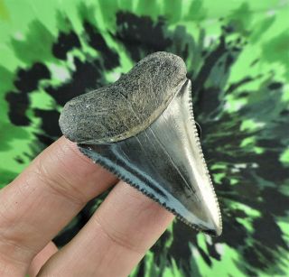 Great White Sharks Tooth 1 3/4 " Inch No Restorations / Fossil Sharks Teeth Tooth