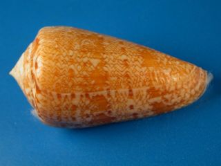 Conus Natalis,  Exceptional Pattern,  53.  6mm,  South Africa Shell G959