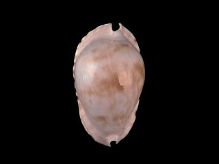 Zoila marginata albanyensis forma nimbosa.  63.  5mm.  Important form. 3