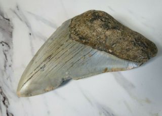 Large Fossil Megalodon Shark Tooth,  4 5/16 Inches