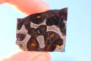 Brenham Meteorite Pallasite Part Slice 8 Grams