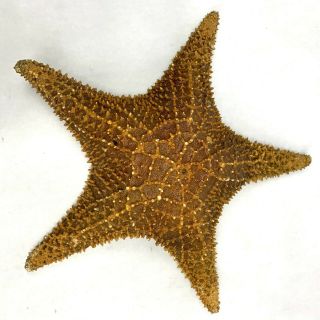 Real Dried Starfish Large 12 "
