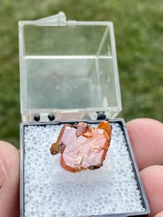 Exceptional Old Stock Gem Wulfenite Crystal,  Red Cloud Mine,  Arizona 3