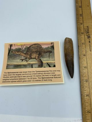Spinosaurus 3 1/2” Tooth Dinosaur Fossil before T Rex Cretaceous S204 2