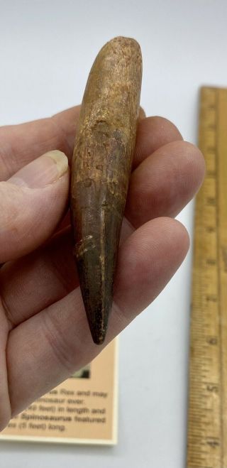 Spinosaurus 3 1/2” Tooth Dinosaur Fossil before T Rex Cretaceous S204 3