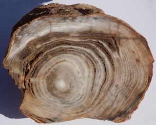 Heavy,  Polished Petrified Wood Log - Conifer - Nevada
