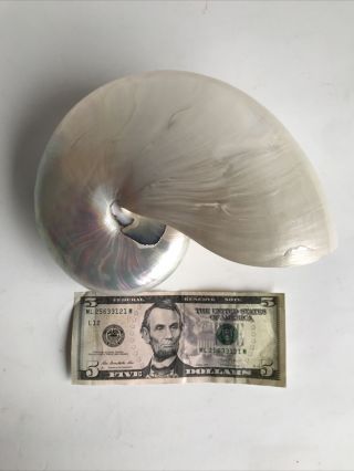 Big White Pearlized Chambered Pearl Nautilus Shell 8” Nautical Decor