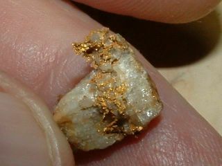 Rich Oxidized Gold Quartz Specimen 1.  5 Gram Natural California Gold In Quartz