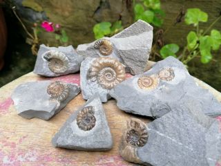 Lyme Regis Fossil Ammonites Promocroceras Arnioceras Asteroceras Microderoceras