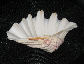 Natural Clam Sea Shell Tridacna Gigas Large
