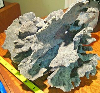 Natural Blue Ridge Coral Home Decor 10 " X 10 " Lovely Specimen 4.  5 Pounds