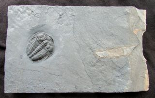 Sweet Amecephalus Trilobite Fossil With Selkirkia