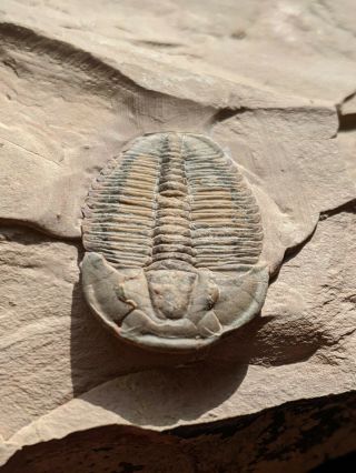 Colorful Brown Elrathia Kingii Trilobite Fossil,  Wheeler Shale,  Utah