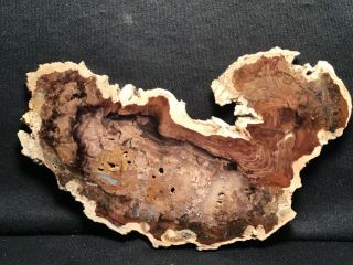 Rw Unique " Petrified Wood Round " From Mcdermitt,  Oregon