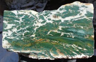 Mw: Petrified Wood Green Wood - Hampton Butte,  Oregon - Polished Stand Up Specimen