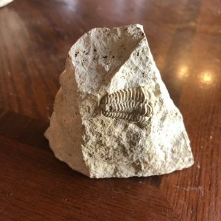 Museum Quality Trilobite Fossil Silurian Matrix Fine Detail - Kankakee,  Illinois