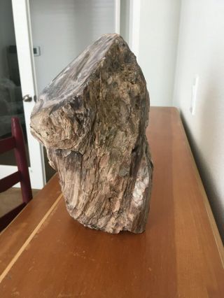 Petrified Wood Limb Cast - Oregon - Faced Log Semi Polished 12 Lbs