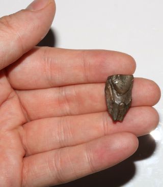 Dinosaur Fossil - Triceratops Tooth - Museum Quality Hell Creek Late Cretaceous