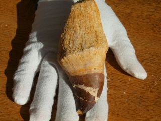 Large Mosasaur Dinosaur Tooth Fossil With Other Fossils In The Matrix