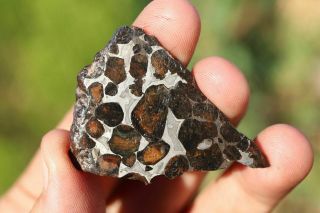 Sericho Meteorite Pallasite From Kenya Full Slice 10.  8 Grams