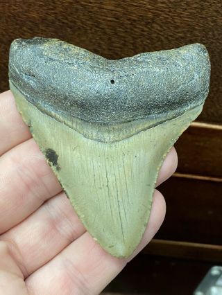 (16) Huge 3 1/4 " Megalodon Giant Shark Tooth Teeth Extinct Fossil Megladon. ,