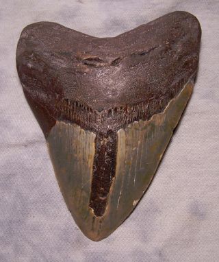 6 1/8 " Megalodon Shark Tooth Fossil Massive Sharks Teeth Monster Scuba Diver Xxx