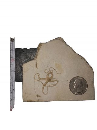 Whole Brittle Star Starfish Fossil Ordovician Age Morocco