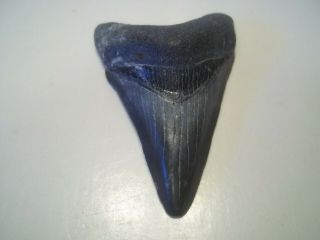 Megalodon Shark Tooth Fossil Bone Valley Area In Florida Sharks Tooth